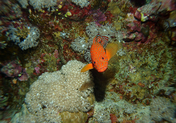 Coral grouper in Red Sea, Egypt, underwater photograph
