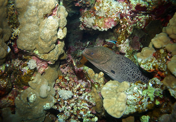 istock Giant moray in Red Sea, Egypt 2206410689