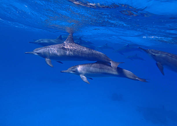 istock Spinner dolphins in Red Sea near Marsa Alam, Egypt 2206410715