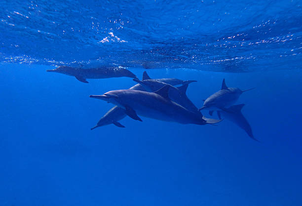 istock Spinner dolphins in Red Sea near Marsa Alam, Egypt 2206410724