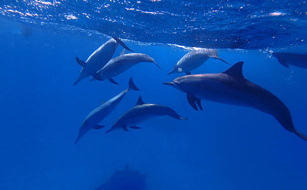 istock Spinner dolphins in Red Sea near Marsa Alam, Egypt 2206410728