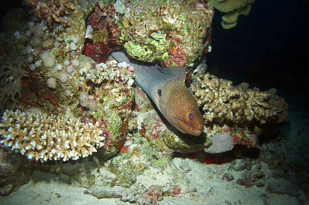 istock Giant moray in Red Sea, Egypt 2206410740