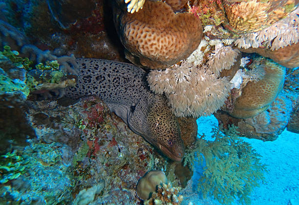 istock Giant moray in Red Sea, Egypt 2206410938