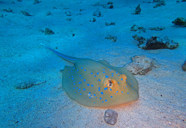 Bluespotted (Taeniura lymma) ribbontail ray lies on sand or floats among corals on a reef in the Red Sea, Egypt