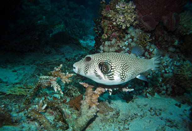 istock White-spotted puffer in Red Sea near St. Johns, Egypt 2206410952