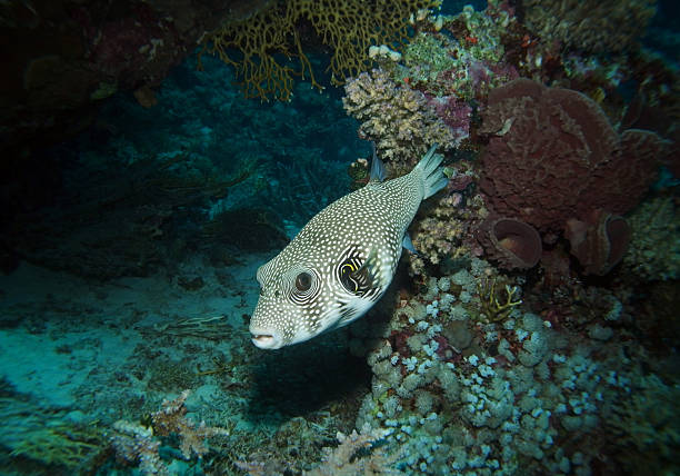 istock White-spotted puffer in Red Sea near St. Johns, Egypt 2206410962