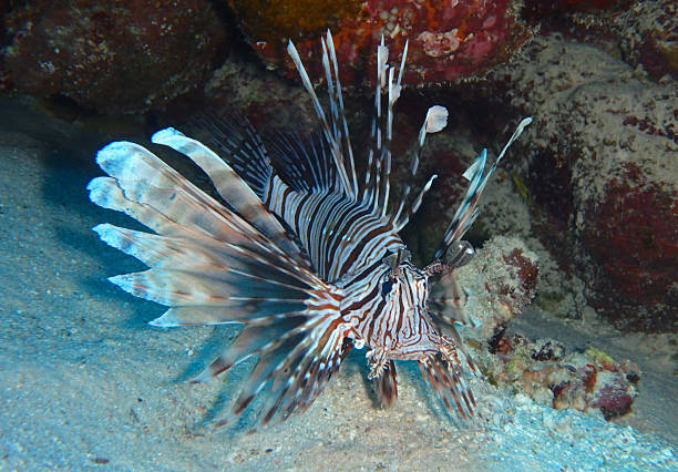 istock Lion fish in Red Sea, Egypt 2206410989