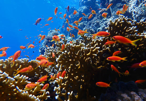 istock Fire corals and anthias fish in Red Sea 2206411015