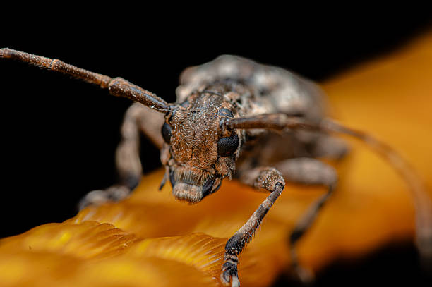 istock Macro photo of long horned beetle insect. 2206411028