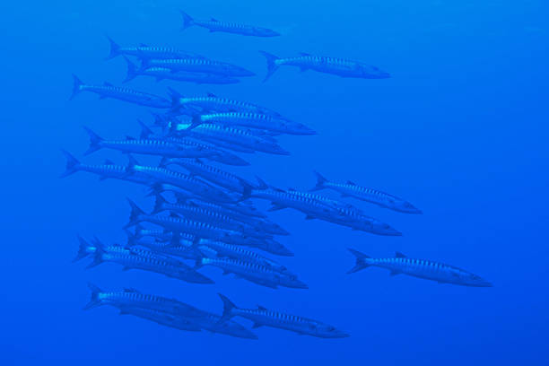 School of great barracudas in Red Sea near Brothers Islands, Egypt