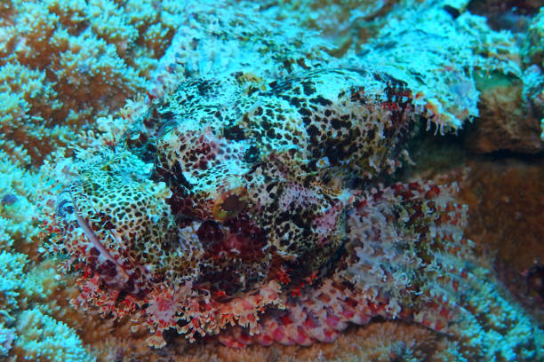 Scorpionfish in Red Sea near Marsa Alam, Egypt