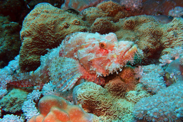 Scorpionfish in Red Sea near Marsa Alam, Egypt