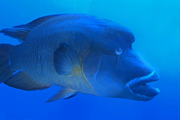 Humphead wrasse in Red Sea near Brothers Islands, Egypt