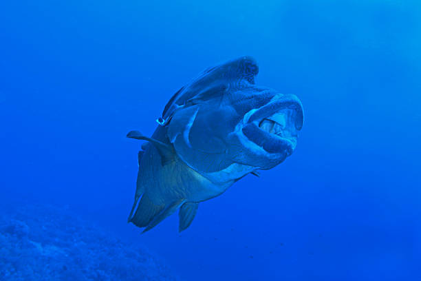 Humphead wrasse in Red Sea near Brothers Islands, Egypt