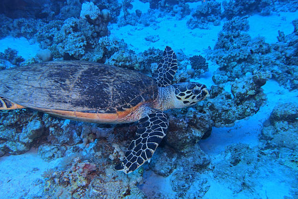 istock Hawksbill sea turtle in the Red Sea 2206411425