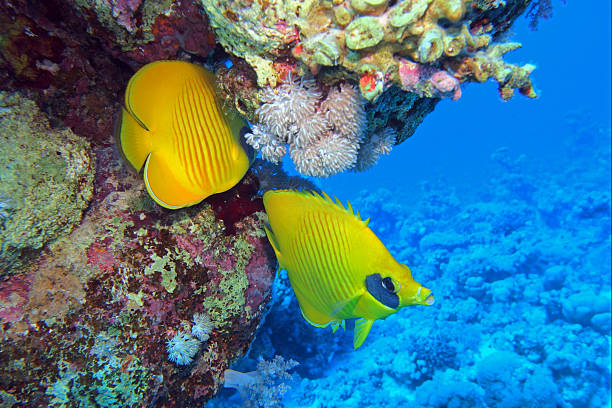 Masked Butterfly Fish in Red Sea near Marsa Alam, Egypt