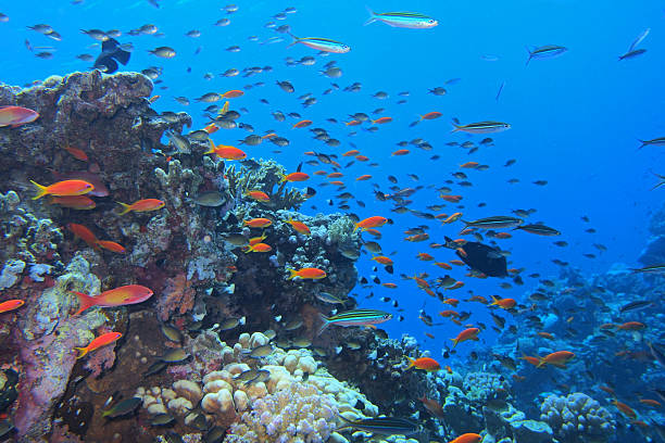 istock Coral reef in the Red Sea 2206411480