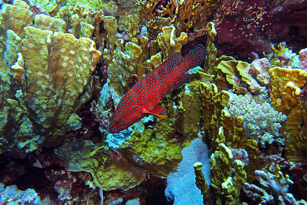 istock Coral grouper in the Red Sea 2206411749