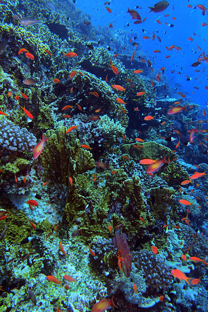 istock Coral reef in Red Sea 2206411754
