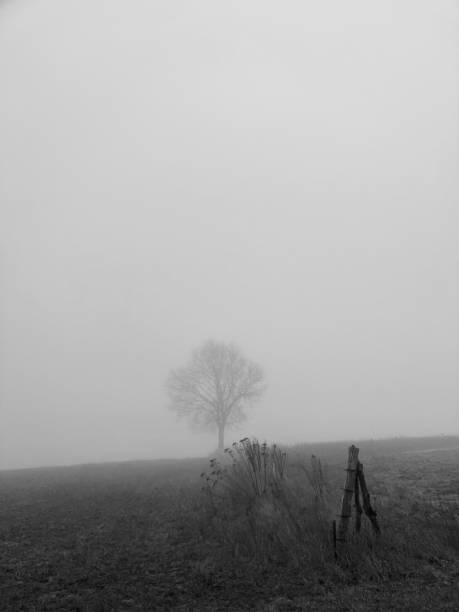 Single tree in the fog on field in rural nordic landscape.