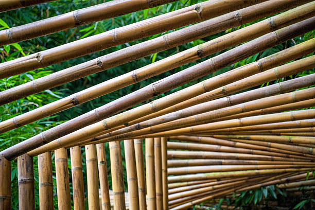 istock Bamboo tunnel structure with intricate lattice design, showcasing sustainable architecture 2206411861