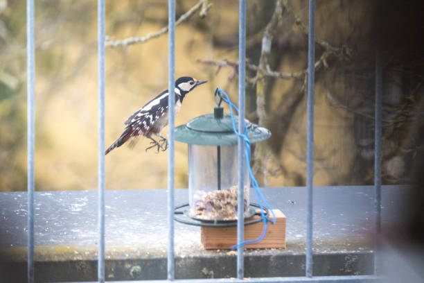 Buntspecht am Vogelhaus