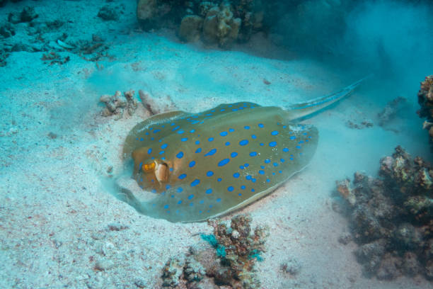 istock Bluespotted ribbontail ray in Red Sea 2206412050