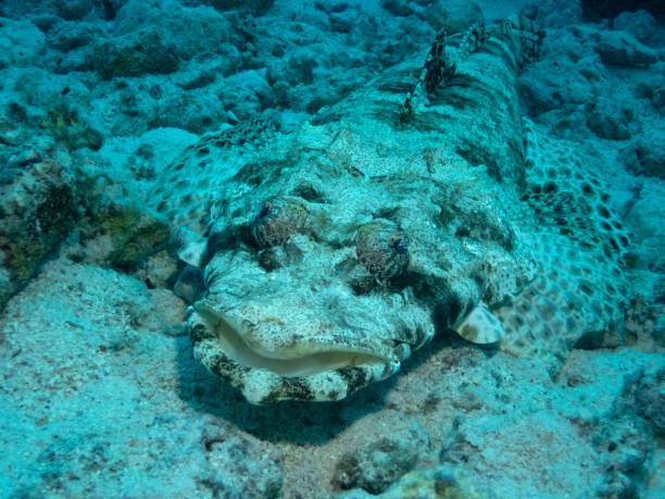 Tentacled flathead - crocodilefish in Red Sea near Marsa Alam, Egypt