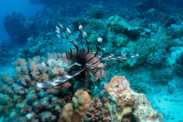 istock Red lionfish in Red Sea 2206412108