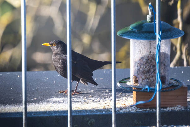 istock Blackbird at the birdhouse 2206412111
