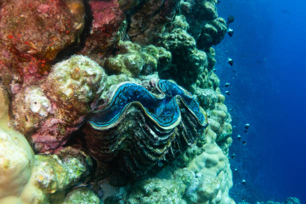 istock Giant clam - critically endangered in Red Sea 2206412128