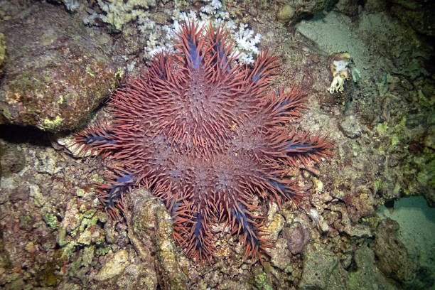 istock Crown-of-thorns starfish in Red Sea 2206412157