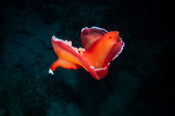Spanish dancer - sea slug in Red Sea near Marsa Alam by night, Egypt
