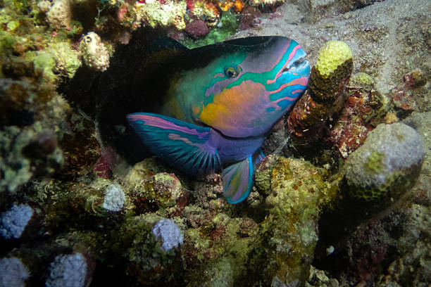 istock Daisy parrotfish in mucus cocoon, Red Sea 2206412174