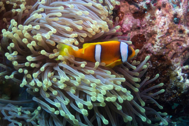 istock Red Sea clownfish in Red Sea 2206412191