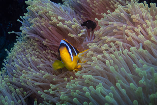istock Red Sea clownfish in Red Sea 2206412192
