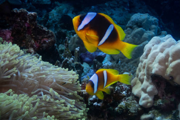 istock Red Sea clownfish in Red Sea 2206412206