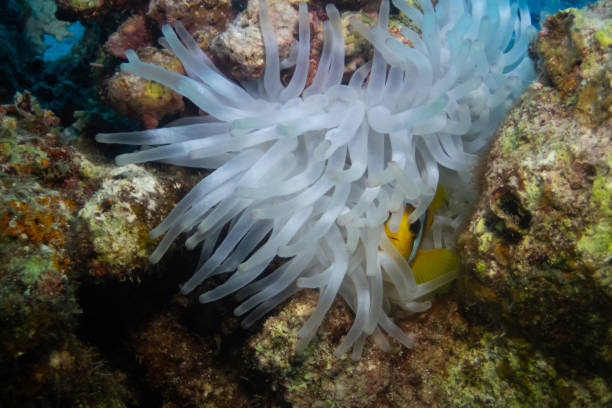 istock Red Sea clownfish in Red Sea 2206412224