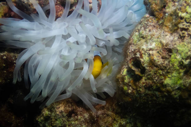 istock Red Sea clownfish in Red Sea 2206412226