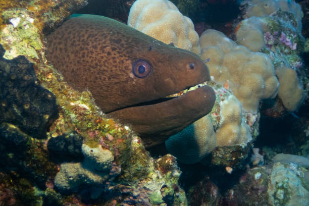 istock Giant moray in Red Sea 2206412235