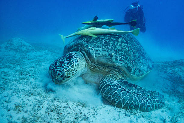 Turtle encounter