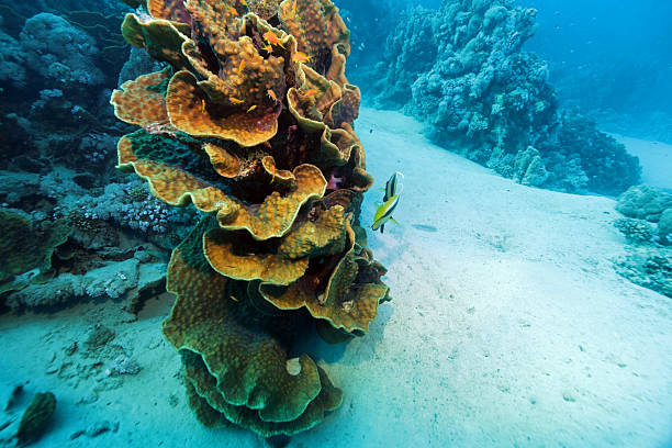 Leafy cup coral near Abu Dabab reef, underwater photograph, Red Sea, Egypt