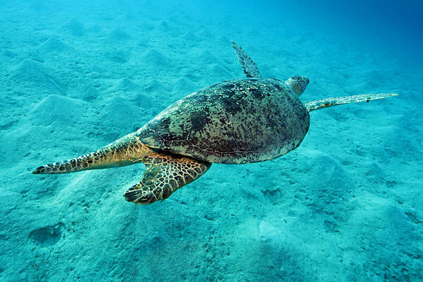 istock Green Sea Turtle in Red Sea 2206413154