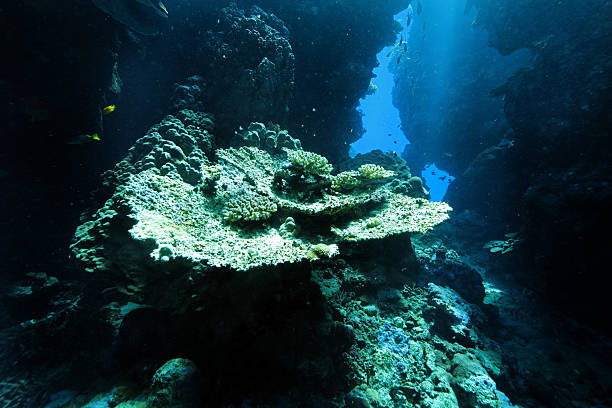 istock Underwater corridors and caverns in Red Sea 2206413171