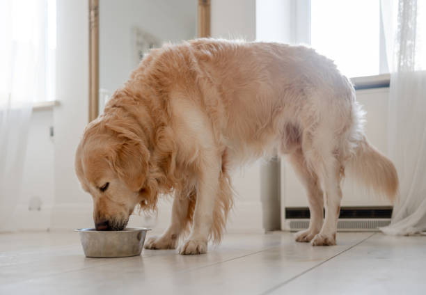 istock Golden Retriever Eats Dog Food 2206414662