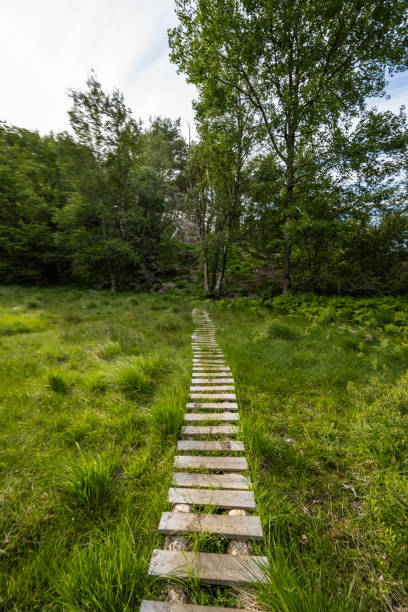 wooden pathway through lush green meadow.