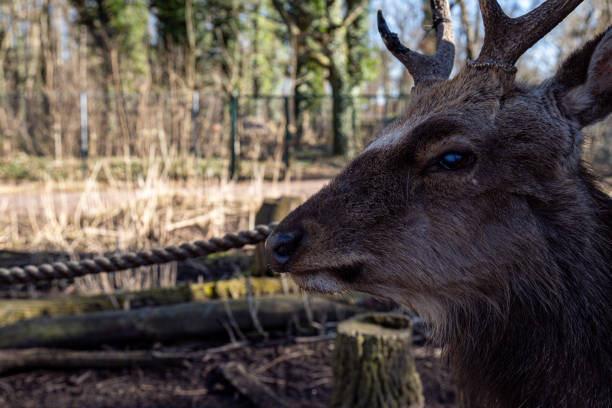 Side profile of a deer with antlers in a shaded woodland enclosure during daylight.