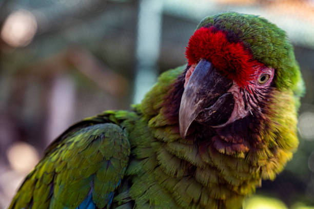 istock Close-Up of a Green Military Macaw 2206416582