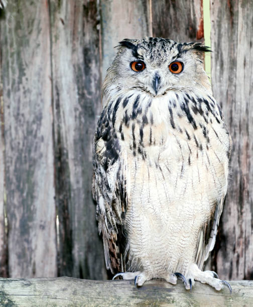 istock Eurasian Eagle-Owl Perched on Rustic Fence in Natural Setting 2206417136