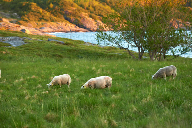 istock Sheep Grazing in Scenic Pasture by Ocean with Trees at Sunset 2206417152